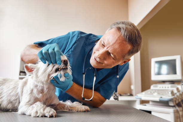 Best Emergency Dentist for Special Needs Patients in Mount Kisco, NY